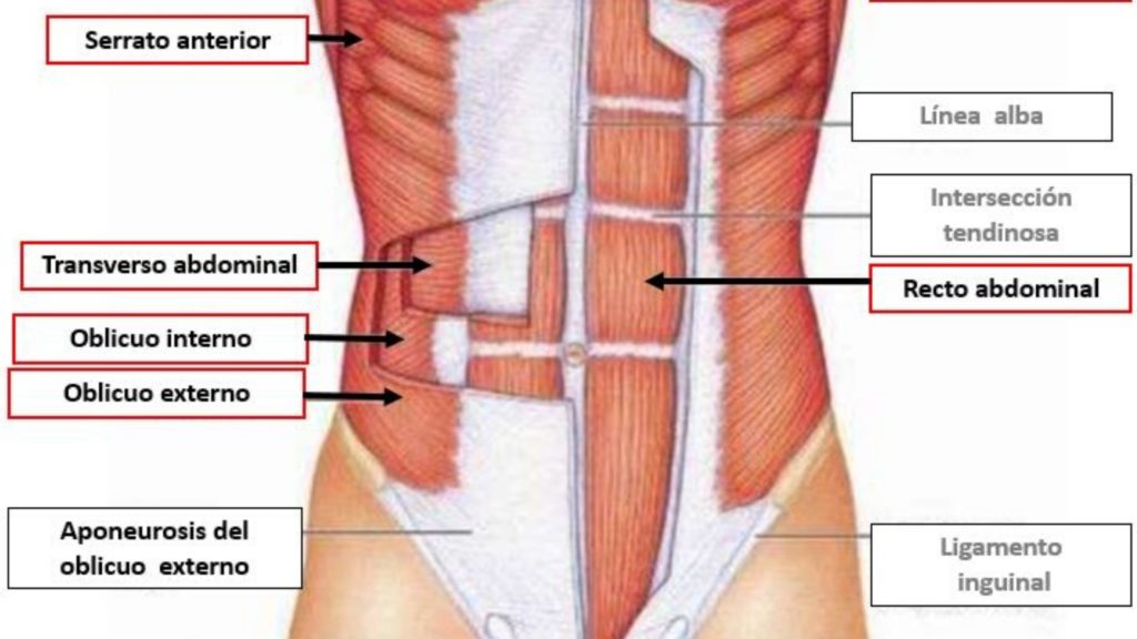 abdomen anatomia