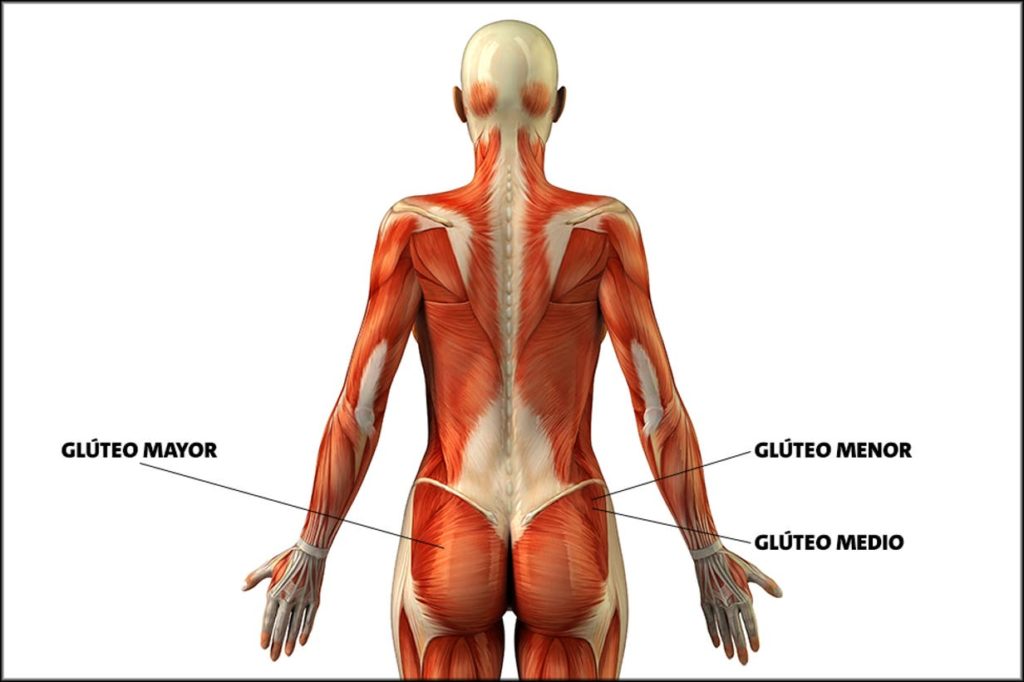 anatomia gluteos - hipernova training